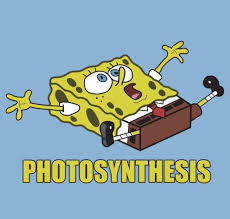 spongebob-photosynthesis